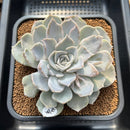 Echeveria 'Vampire' Lightly Mutated 5" Succulent Plant Cutting