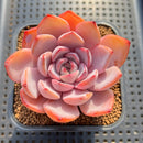 Echeveria 'Charming Stone' 2"-3" Succulent Plant Cutting