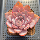 Echeveria 'Charming Stone' 2"-3" Succulent Plant Cutting