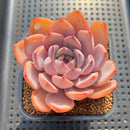 Echeveria 'Charming Stone' 2"-3" Succulent Plant Cutting