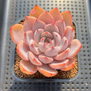 Echeveria 'Charming Stone' 2"-3" Succulent Plant Cutting