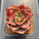 Echeveria 'Pachai' 2" Succulent Plant Cutting