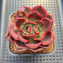 Echeveria 'Pachai' 2" Succulent Plant Cutting