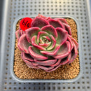 Echeveria 'Pachai' 2" Succulent Plant Cutting