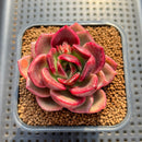 Echeveria 'Pachai' 2" Succulent Plant Cutting