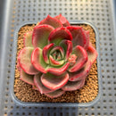 Echeveria 'Pachai' 2" Succulent Plant Cutting