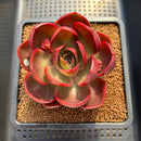Echeveria 'Red Lantern' 3" Succulent Plant Cutting