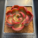 Echeveria 'Red Lantern' 3" Succulent Plant Cutting