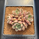 Echeveria 'Agreement' 3" Succulent Plant Cutting