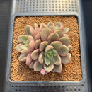 Echeveria 'Agreement' 3" Succulent Plant Cutting