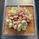 Echeveria 'Agreement' 3" Succulent Plant Cutting