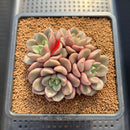 Echeveria 'Agreement' 3" Succulent Plant Cutting
