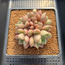 Echeveria 'Agreement' 3" Succulent Plant Cutting