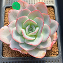 Echeveria 'Brinks Blue' 3"-4" Succulent Plant Cutting