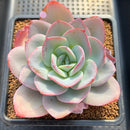 Echeveria 'Brinks Blue' 3"-4" Succulent Plant Cutting