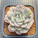 Echeveria 'Mexican Snowball' Carunculated 2" Succulent Plant Cutting