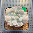 Echeveria 'Mexican Snowball' Carunculated 2" Succulent Plant Cutting