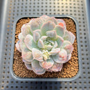 Echeveria 'Mexican Snowball' Carunculated 2" Succulent Plant Cutting