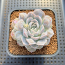 Echeveria 'Mexican Snowball' Carunculated 2" Succulent Plant Cutting