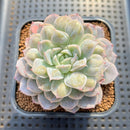 Echeveria 'Mexican Snowball' Carunculated 2" Succulent Plant Cutting