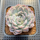 Echeveria 'Mexican Snowball' Carunculated 2" Succulent Plant Cutting