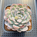 Echeveria 'Mexican Snowball' Carunculated 2" Succulent Plant Cutting