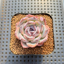 Echeveria 'Dark Opal' 2" Succulent Plant Cutting