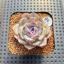 Echeveria 'Dark Opal' 2" Succulent Plant Cutting