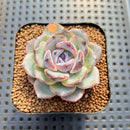 Echeveria 'Dark Opal' 2" Succulent Plant Cutting