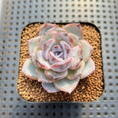Echeveria 'Dark Opal' 2" Succulent Plant Cutting