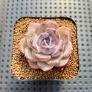 Echeveria 'Dark Opal' 2" Succulent Plant Cutting