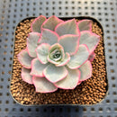 Echeveria 'Amistar' Variegated 2" Succulent Plant Cutting