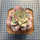 Echeveria Longissima var. aztatlensis 2"-3" Succulent Plant