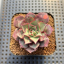 Echeveria Longissima var. aztatlensis 2"-3" Succulent Plant