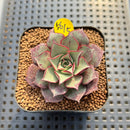 Echeveria Longissima var. aztatlensis 2"-3" Succulent Plant