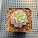 Echeveria 'Pearl Bean' 1" Succulent Plant Cutting