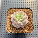 Echeveria 'Pearl Bean' 1" Succulent Plant Cutting