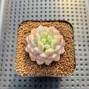 Echeveria 'Pearl Bean' 1" Succulent Plant Cutting