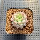 Echeveria 'Pearl Bean' 1" Succulent Plant Cutting
