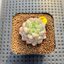 Echeveria 'Pearl Bean' 1" Succulent Plant Cutting