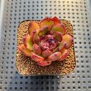 Echeveria sp. Seed-Grown Hand-Picked Flower Village Hybrid 2" Succulent Plant Cutting