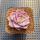 Echeveria sp. Seed-Grown Hand-Picked Flower Village Hybrid 2" Succulent Plant Cutting