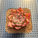 Echeveria sp. Seed-Grown Hand-Picked Flower Village Hybrid 2" Succulent Plant Cutting