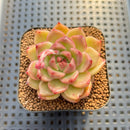 Echeveria sp. Seed-Grown Hand-Picked Flower Village Hybrid 2" Succulent Plant Cutting