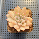 Echeveria sp. Seed-Grown Hand-Picked Flower Village Hybrid 2" Succulent Plant Cutting