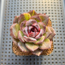 Echeveria sp. Seed-Grown Hand-Picked Flower Village Hybrid 2" Succulent Plant Cutting