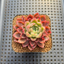 Echeveria sp. Seed-Grown Hand-Picked Flower Village Hybrid 2" Succulent Plant Cutting