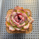 Echeveria sp. Seed-Grown Hand-Picked Flower Village Hybrid 2" Succulent Plant Cutting