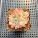 Echeveria sp. Seed-Grown Hand-Picked Flower Village Hybrid 2" Succulent Plant Cutting
