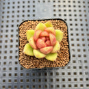 Echeveria sp. Seed-Grown Hand-Picked Flower Village Hybrid 2" Succulent Plant Cutting